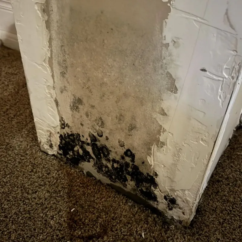 Professional Mold Removal in Franklin, ME